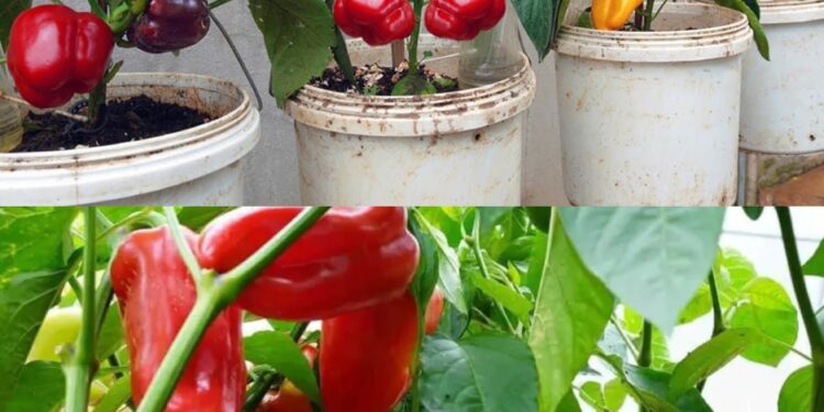 Paprika anbauen: die wichtigsten Schritte für eine reiche Ernte