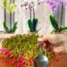 Nur 1 Teelöffel für jede Blume, die Sie zu Hause haben, und die Blüte ist gesichert