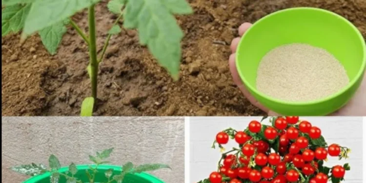 Riesige Tomaten im Garten,