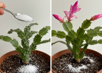 Herbsterwachen: Mit einem kleinen Geheimnis den Zimmerblumen Leben einhauchen