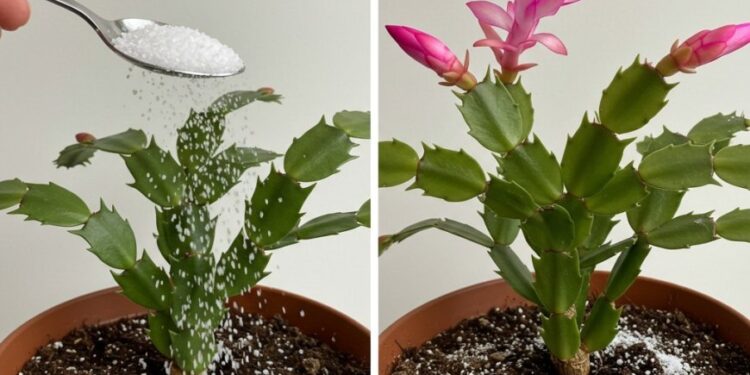 Herbsterwachen: Mit einem kleinen Geheimnis den Zimmerblumen Leben einhauchen